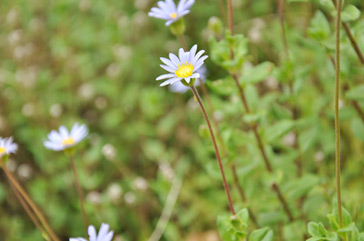 Flowers in the Garden