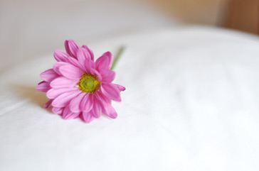 Flower on bed